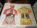 Schoolplaat, het menselijk lichaam,de spijsverteringsorganen, Antiek en Kunst, Ophalen