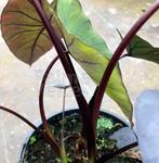 Verschillende soorten colocasia, Zomer, Vaste plant, Ophalen, Volle zon