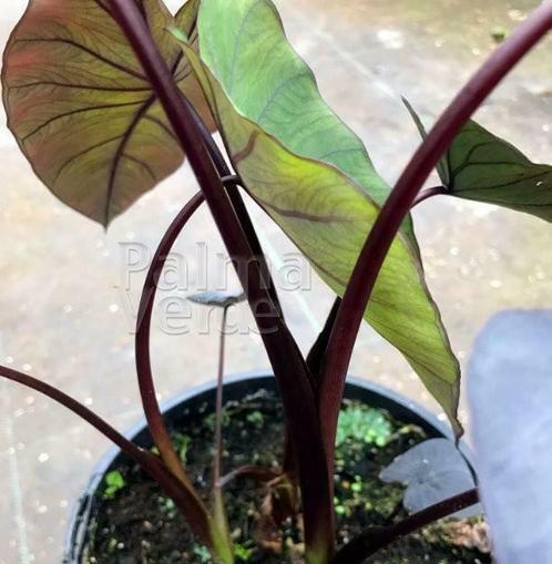 Verschillende soorten colocasia, Jardin & Terrasse, Plantes | Jardin, Plante fixe, Plein soleil, Été, Enlèvement