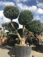 Prachtige olijfboom multi bolla, Olivier, Enlèvement ou Envoi
