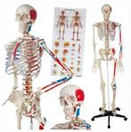 Professioneel Genummerd Menselijk Anatomiemodel Skelet!, Diversen, Schoolbenodigdheden, Nieuw, Ophalen of Verzenden