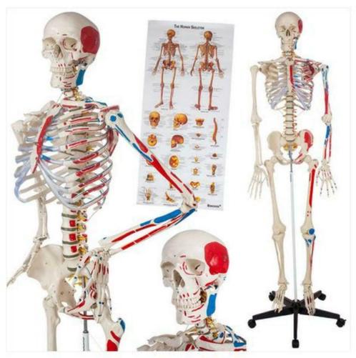 Professioneel Genummerd Menselijk Anatomiemodel Skelet!, Divers, Fournitures scolaires, Neuf, Enlèvement ou Envoi