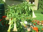 fleurs datura, Ophalen of Verzenden, Nieuw, Balkon