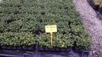 ilex   dark  green    haagplantjes in   potje, Jardin & Terrasse, Plantes | Arbustes & Haies, Moins de 100 cm, Enlèvement, Houx