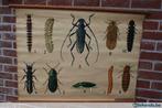 schoolkaart de insecten, Verzamelen, Overige Verzamelen, Gebruikt, Ophalen of Verzenden
