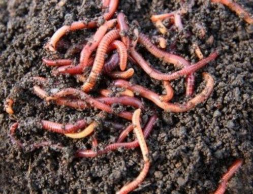 gratis paardenmest, Tuin en Terras, Aarde en Mest, Mest, Ophalen
