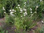 libertia grandiflora, Ophalen