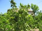 te huur vakantie huizen spanje, Dorp, Wasmachine, Costa Blanca, Appartement