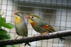 japanse nachtegaal mannen en poppen, Dieren en Toebehoren, Vogels | Overige Vogels, Mannelijk, Tropenvogel, Geringd