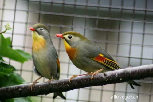 japanse nachtegaal mannen en poppen, Dieren en Toebehoren, Vogels | Overige Vogels, Tropenvogel, Mannelijk, Tam, Geringd