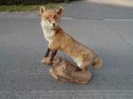 TAXIDERMIE GRAND RENARD SUR BOIS CUVE ANTIQUE 80 CM, Enlèvement ou Envoi