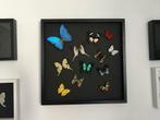 Envol de 12 papillons Exotiques Morpho-Delias-Urania Etc.., Antiquités & Art, Enlèvement ou Envoi