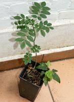 Frêne - jeune arbre de 55 cm, Halfschaduw, Minder dan 100 cm, Zomer, Ophalen