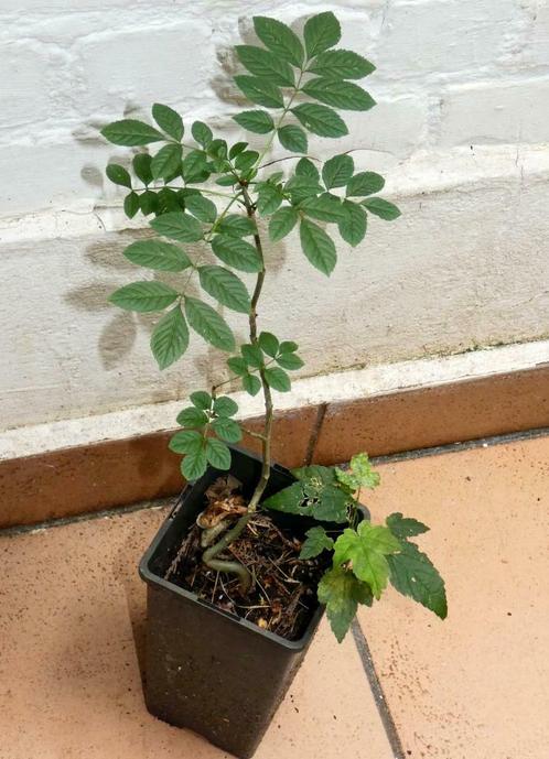Frêne - jeune arbre de 55 cm, Tuin en Terras, Planten | Bomen, Minder dan 100 cm, Halfschaduw, Zomer, In pot, Ophalen