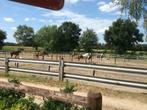 Stalling te huur, Weidegang, 4 paarden of pony's of meer