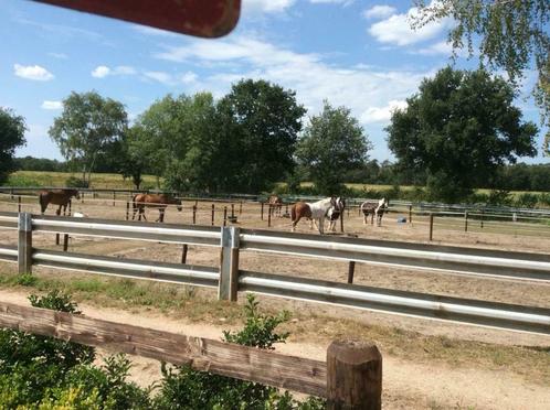 Stalling te huur, Dieren en Toebehoren, Stalling en Weidegang, Stalling, Weidegang, 4 paarden of pony's of meer