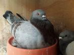 Pigeon King, Sexe inconnu, Autres espèces