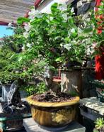 BONSAÏ POMMIER, Jardin & Terrasse, Enlèvement