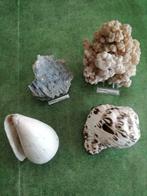 Mineralen en schelpen, Schelp(en), Ophalen of Verzenden