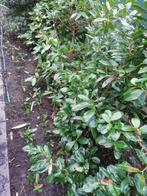 Laurier haag rotundifolia plantjes, Jardin & Terrasse, Plantes | Jardin, Enlèvement
