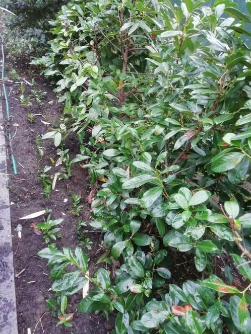 Laurier haag rotundifolia plantjes, Jardin & Terrasse, Plantes | Jardin, Enlèvement