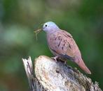 Colombe en pierre rouge, Animaux & Accessoires, Oiseaux | Oiseaux Autre, Domestique, Oiseau tropical, Plusieurs animaux