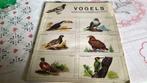 Vogels(#), Boeken, Prentenboeken en Plaatjesalbums, Gelezen, Ophalen of Verzenden, Plaatjesalbum