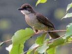 HARTLAUB BUULBUUL, Dieren en Toebehoren, Meerdere dieren, Tropenvogel, Geringd