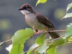 HARTLAUB BUULBUUL, Dieren en Toebehoren, Vogels | Overige Vogels, Meerdere dieren, Tropenvogel, Geringd