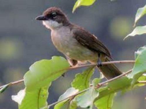 HARTLAUB BUULBUUL, Dieren en Toebehoren, Vogels | Overige Vogels, Tropenvogel, Meerdere dieren, Tam, Geringd