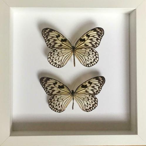 Splendide paire de papillons Idea Leuconoe naturalisés, Antiek en Kunst, Curiosa en Brocante, Ophalen of Verzenden