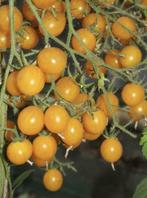 Tomate Millefleur (graines), Enlèvement ou Envoi