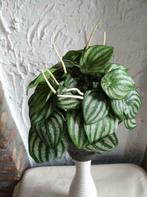 Kunstzijde groene plant/kunststof witte spikes, Overige soorten, Minder dan 100 cm, Ophalen of Verzenden, Groene kamerplant
