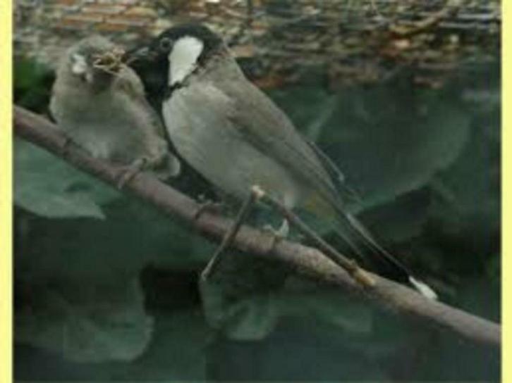 WITWANG BUULBUUL VROUW, Dieren en Toebehoren, Vogels | Overige Vogels, Tropenvogel, Vrouwelijk, Tam, Geringd