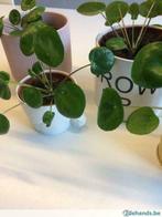 Pannenkoekenplant (Pilea Peperomioides), Halfschaduw, Vaste plant, Ophalen of Verzenden, Bloeit niet