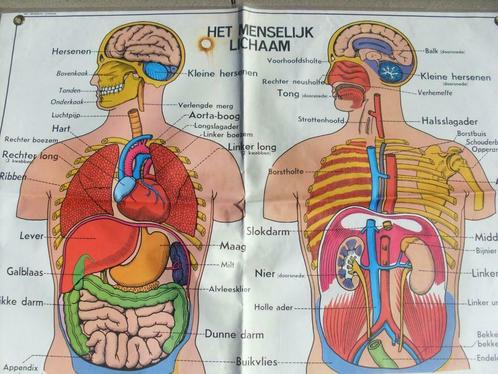 oude schoolkaarten het menselijk lichaam, Divers, Divers Autre, Utilisé, Enlèvement ou Envoi