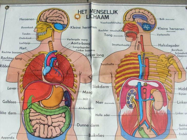 oude schoolkaarten het menselijk lichaam, Diversen, Overige Diversen, Gebruikt, Ophalen of Verzenden