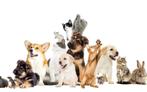 Promeneuse de chien/Catsitting, Ophalen of Verzenden