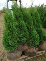 Conifeer / Spar: Thuja Smaragd groene haagplant, Overige soorten, Volle zon, Vaste plant, Ophalen of Verzenden