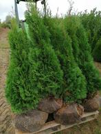 Conifeer / Spar: Thuja Smaragd groene haagplant, Vaste plant, Ophalen of Verzenden, Overige soorten, Bloeit niet