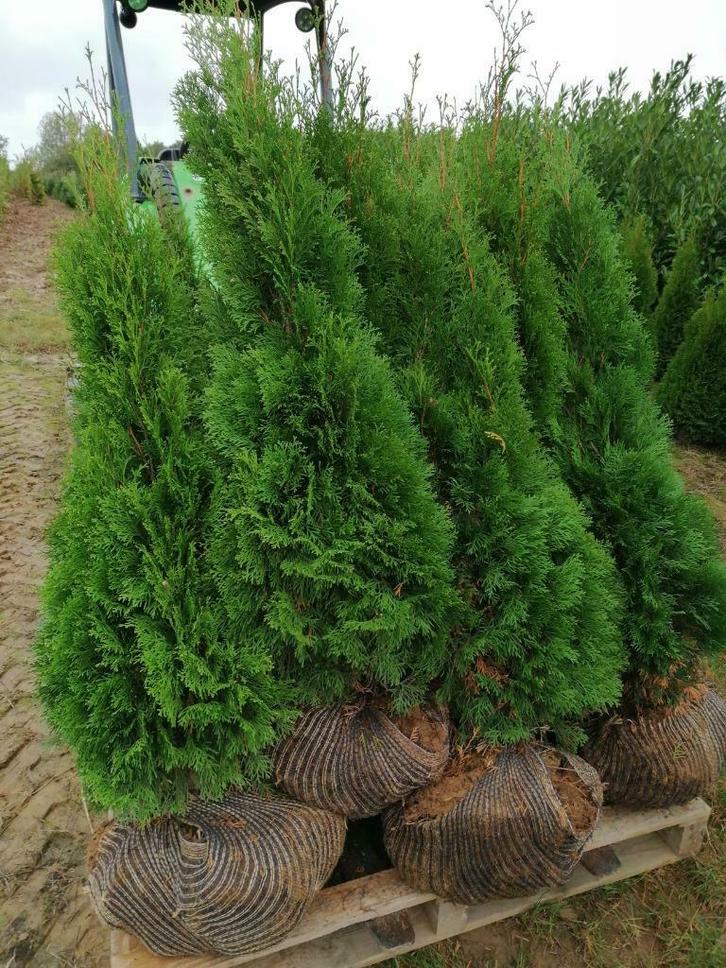 Conifeer / Spar: Thuja Smaragd groene haagplant, Tuin en Terras, Planten | Tuinplanten, Vaste plant, Overige soorten, Volle zon