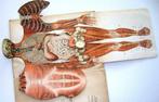 Le Corps Humain - Ebenhoech - Anatomie Beweegbare platen, Antiquités & Art, Antiquités | Livres & Manuscrits, Enlèvement ou Envoi