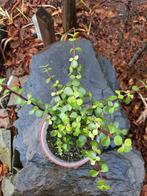 Spekboom Succulent Portulacaria afra, En pot, Plante verte, Plein soleil, Plante succulente