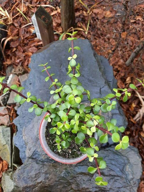 Spekboom Succulent Portulacaria afra, Huis en Inrichting, Kamerplanten, Vetplant, Minder dan 100 cm, Groene kamerplant, Volle zon