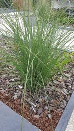 Tuinplant Miscanthus Sinensis, Tuin en Terras, Planten | Tuinplanten, Volle zon, Vaste plant, Siergrassen, Ophalen of Verzenden