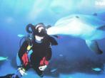onderwater fotografie dolfijn vissen 42 x 30, Comme neuf, Compact, Enlèvement ou Envoi