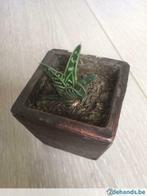 Aloe variegata, Tuin en Terras, Ophalen