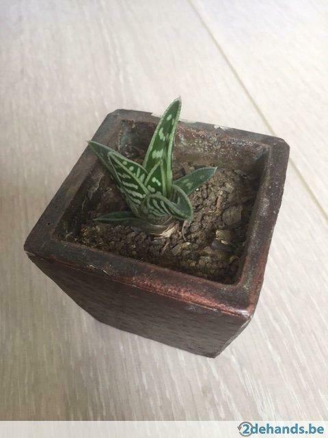 Aloe variegata, Jardin & Terrasse, Plantes | Jardin, Enlèvement