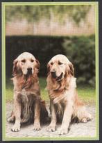 Honden 2, Verzamelen, Postkaarten | Dieren, Verzenden, Hond of Kat