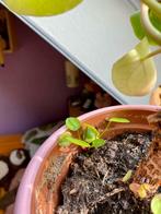 Gratis stekjes pannenkoekplant, Tuin en Terras, Bloembollen en Zaden, Ophalen, Gehele jaar, Halfschaduw, Bloembol